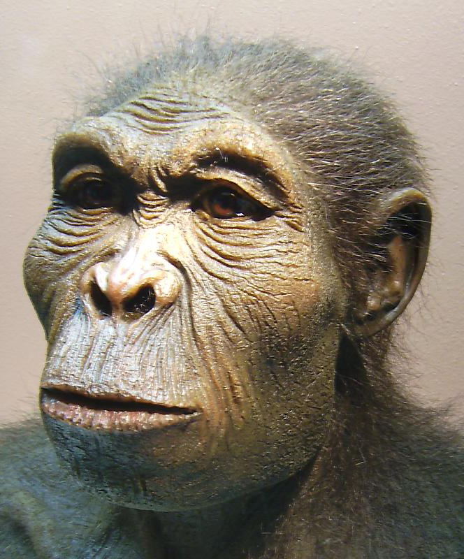 Homo habilis