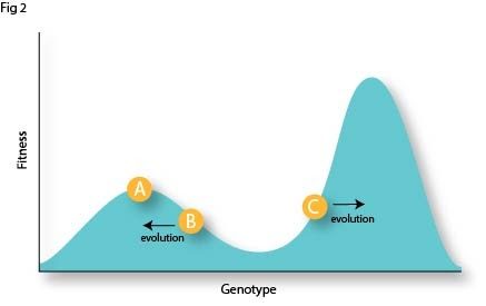 Fig 2 Rugged fitness landscape